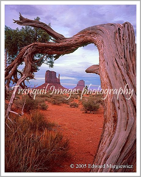 450300---The mittens as seen through a lone pinon tree